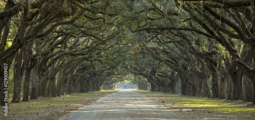 Avenue of oaks in American South