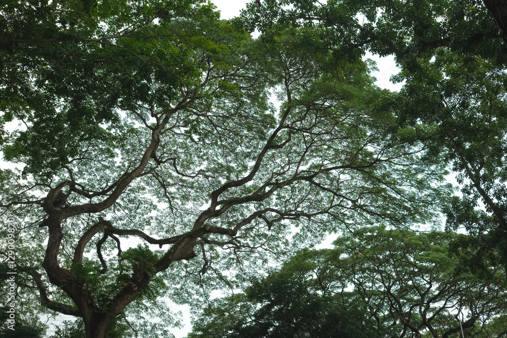 Colorful silhouette of tree branches, dense pattern. Colorful silhouette of tree branches, dense pattern.