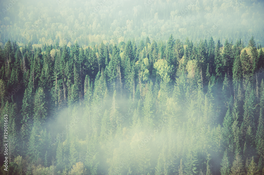 thick morning mist in coniferous forest. coniferous trees, thickets of green forest.