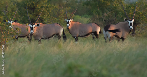 Gemsbok Antelopes