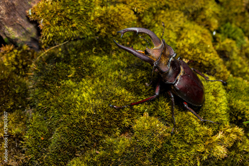 Stag beetle (Lucanus fairmairel) photo