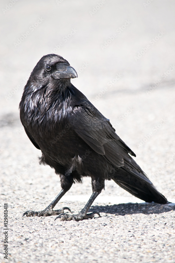Common Raven in Canyonlands National Park in Utah Common Raven in Canyonlands National Park in Utah