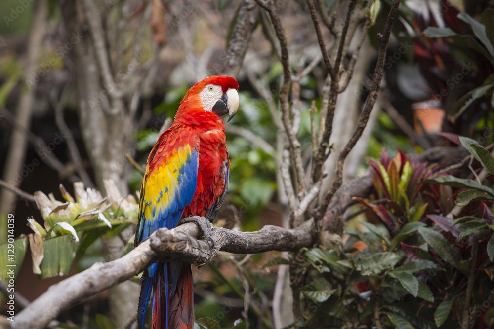 Macaw bird perched on a branch in a jungle
