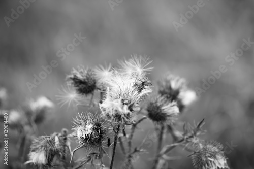 Wallpaper Mural natur Torontodigital.ca