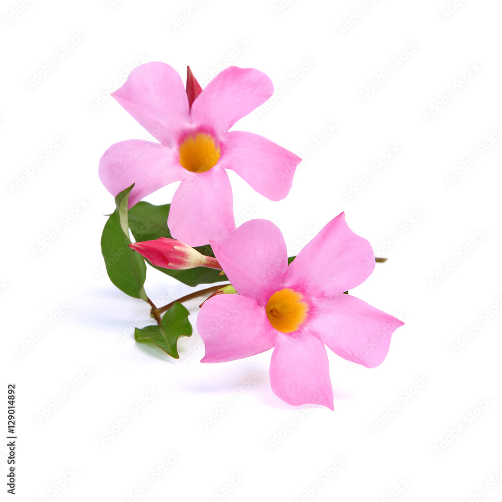 Obraz premium Dipladénia rose