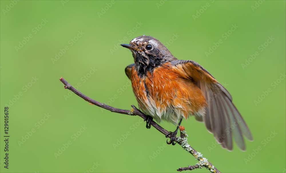 Fotografie Common redstart disheveling