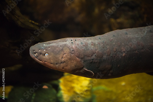Bild auf Leinwand Electric eel