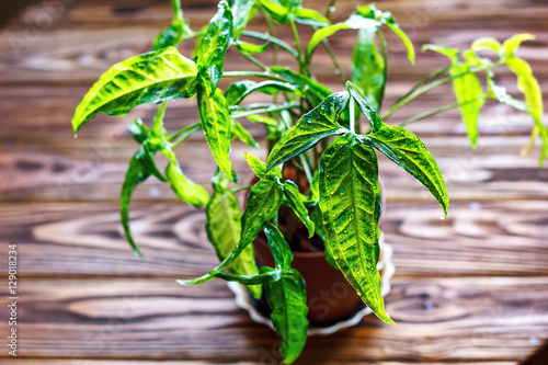 Nephthytis' beautiful leaves (Syngonium podophyllum angustatum) grown as house plants. Potted Syngonium plant on wooden background closeup selectiv focus Urban gardening home planting interior design photo