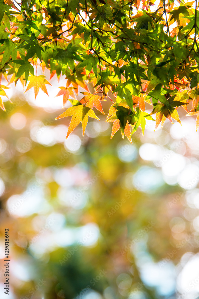 Autumn Maple leaves change color on tree with the sunlight, chan