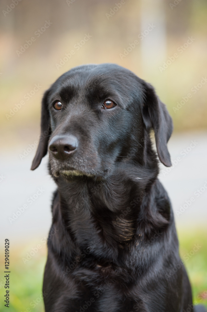 Purebred labrador retriever dog outdoors in the nature on grass meadow on a summer day. Purebred labrador retriever dog outdoors in the nature on grass meadow on a summer day.