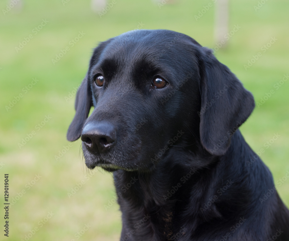 Purebred labrador retriever dog outdoors in the nature on grass meadow on a summer day. Purebred labrador retriever dog outdoors in the nature on grass meadow on a summer day.