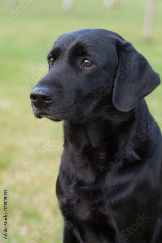 Purebred labrador retriever dog outdoors in the nature on grass meadow on a summer day.
