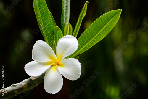 White plumeria flower