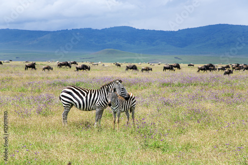 Mom zebra and her foal graze on lush meadows in Ngorongoro Crater Conservation Area  Tanzania. East Africa