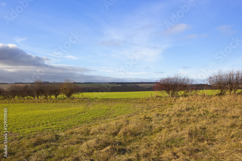 hedgerow gap with scenery