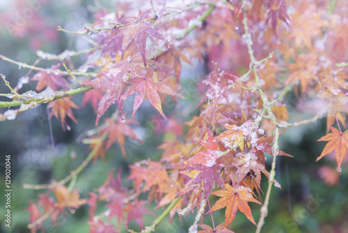 初雪に彩られた東京の紅葉　その3