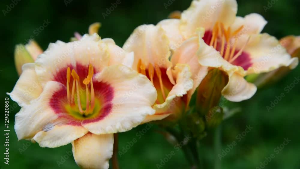 Beautiful bright yellow varietal daylily Beautiful bright yellow varietal daylily