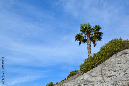 Palm tree at a rock
