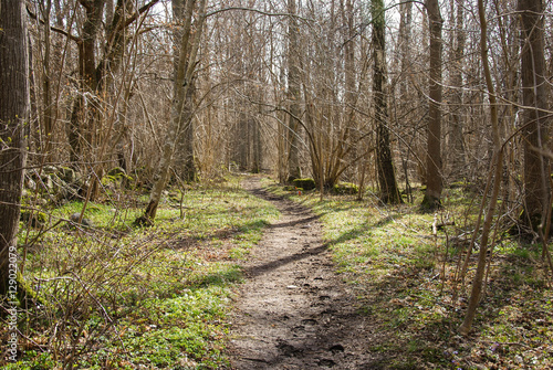 Footpath at springtime