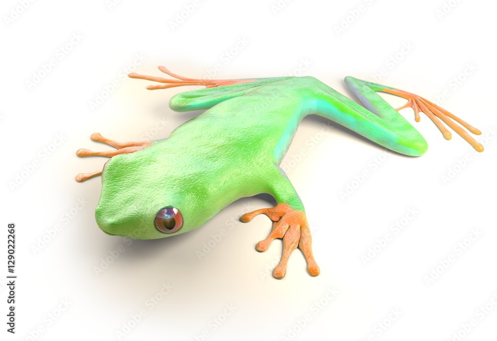 Fototapeta premium red eyed tree frog from tropical rainforest of Costa Rica isolated on white. Agalychnis callidrias. 3d illustration