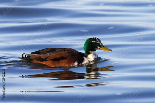 Fotografi Stockenten Hybrid auf dem Steinhuder Meer
