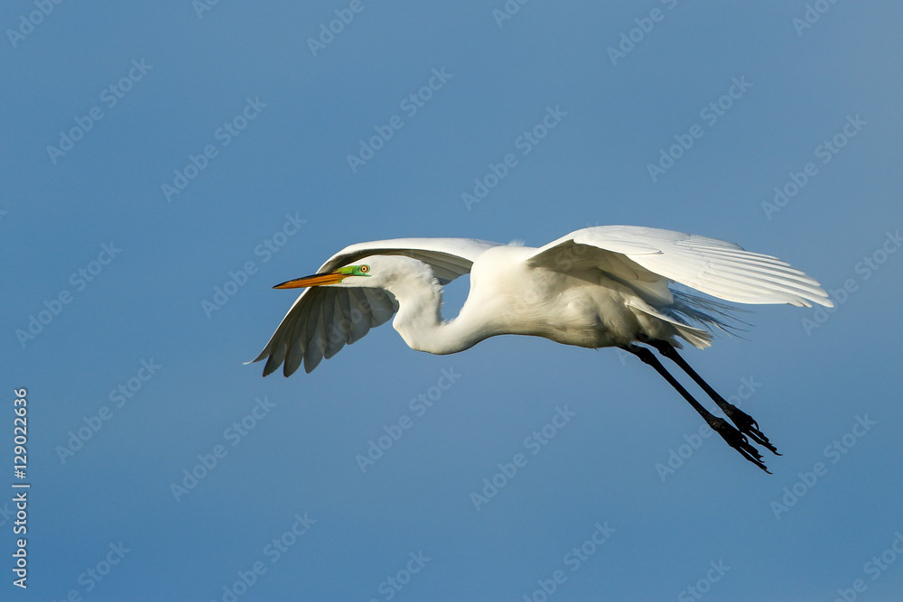 Great Egret (Ardea alba) in flight Great Egret (Ardea alba) in flight