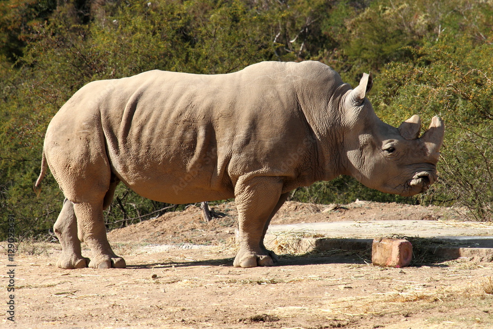 Obraz premium Rinoceronte africano