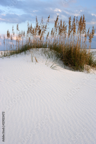 Beach Dunes