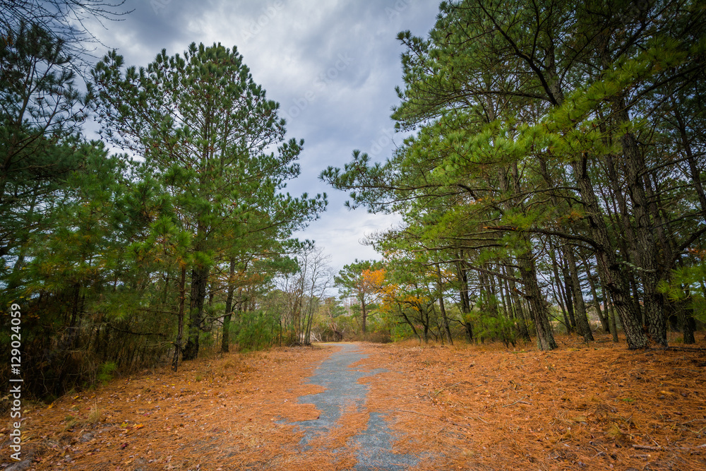 Trails and trees at Chincoteague National Wildlife Refuge, at Ch Trails and trees at Chincoteague National Wildlife Refuge, at Ch