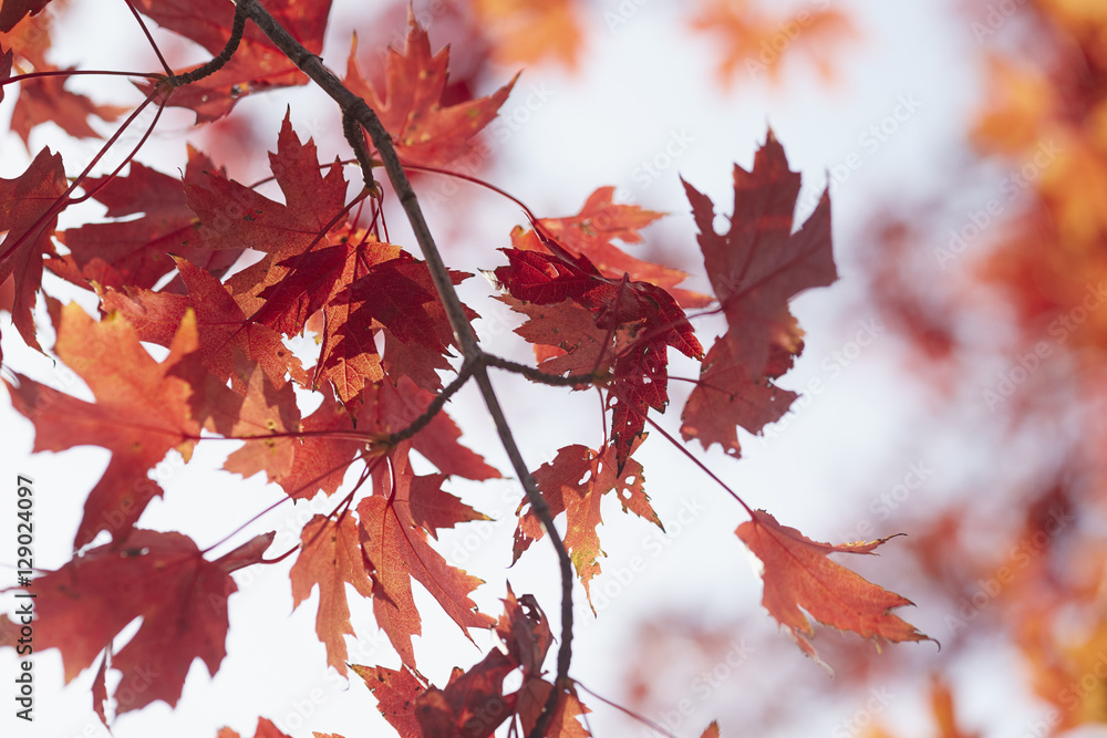 Maple leaves in Autumn, Cooperstown, New York, USA Maple leaves in Autumn, Cooperstown, New York, USA