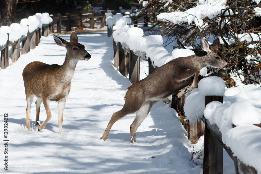 Mule deer jumping a fence in the snow Mule deer jumping a fence in the snow