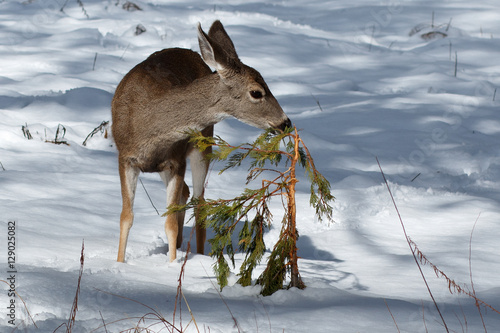 Mule deer fawn sniffing a bush in snow