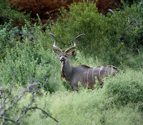 Nyala Bull Antelope
