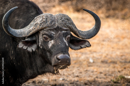 Starring Buffalo in the Kruger National Park, South Africa.