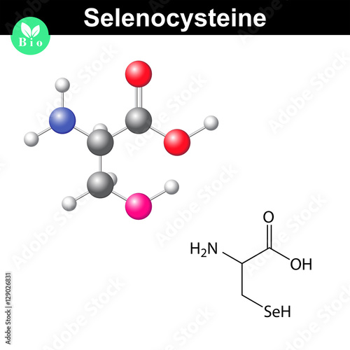 Selenocysteine amino acid molecular structure photo