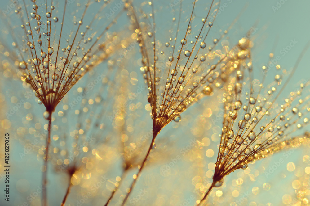 Fototapeta premium Rosa krople na dandelion ziarnach przy wschodu słońca zakończeniem up.