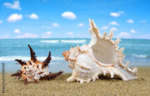 Tropical sea shells on sandy beach.