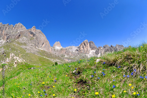 Flowers on mountain meadow, Valle del Vajolet in Dolomites,Italien Alps