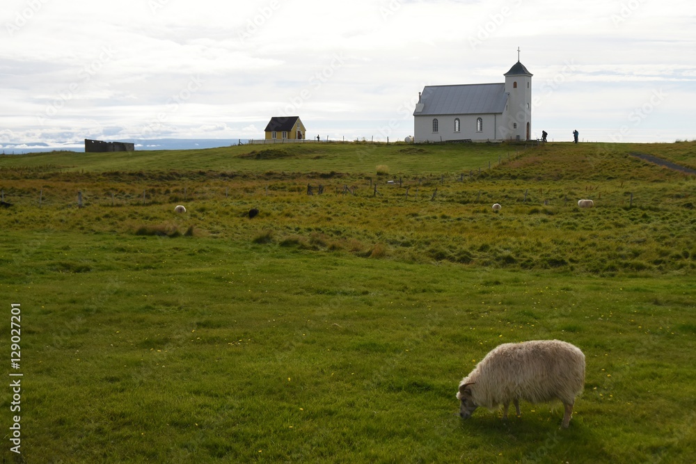 Fototapeta premium Kirche mit Schaf auf Flatey (Island)