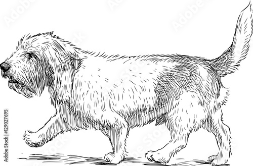 terrier on a stroll