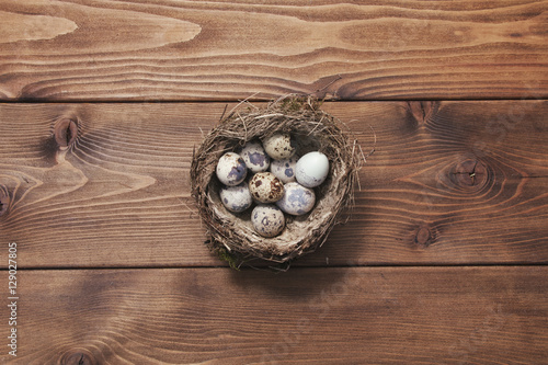 Quail eggs in nest