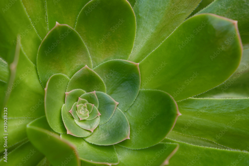 Sempervivum closeup , succulent plant rosette macro Sempervivum closeup , succulent plant rosette macro
