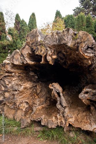 Giant hollow tree trunk
