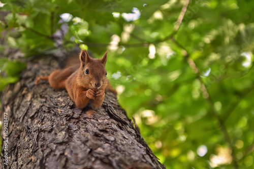 The funny squirrel on the tree.  photo