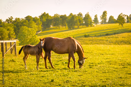Mare with her foal in pastures of horse farms on sunset.