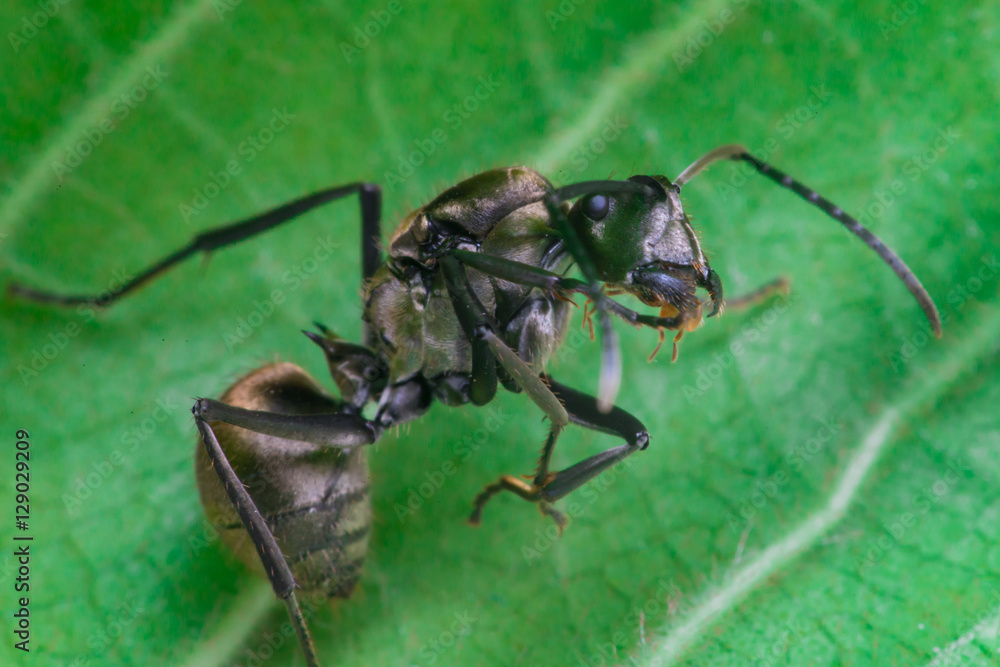 Male Worker Golden Weaver Ant (Polyrhachis dives) with three Ocelli, the simple eyes on its head, crawling on a leaf Male Worker Golden Weaver Ant (Polyrhachis dives) with three Ocelli, the simple eyes on its head, crawling on a leaf