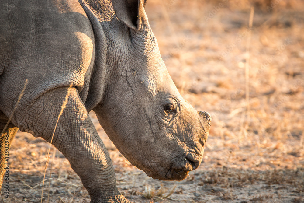 White Rhino in the Kruger National Park, South Africa. White Rhino in the Kruger National Park, South Africa.