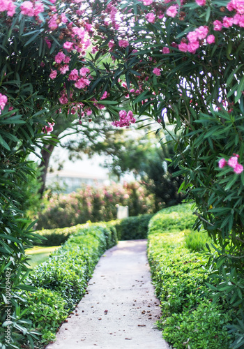 Natural blooming arch over the path in the garden.