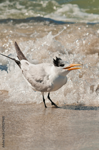 Royal Tern at seashore of the Gulf of Mexico