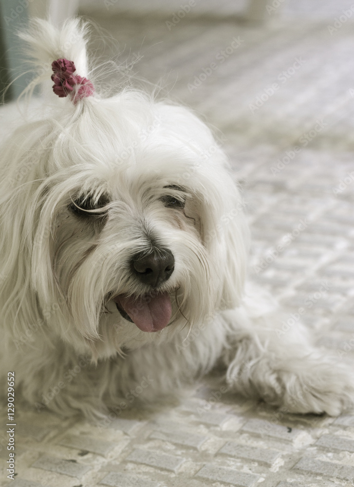 Bichon Maltese. Small white dog.